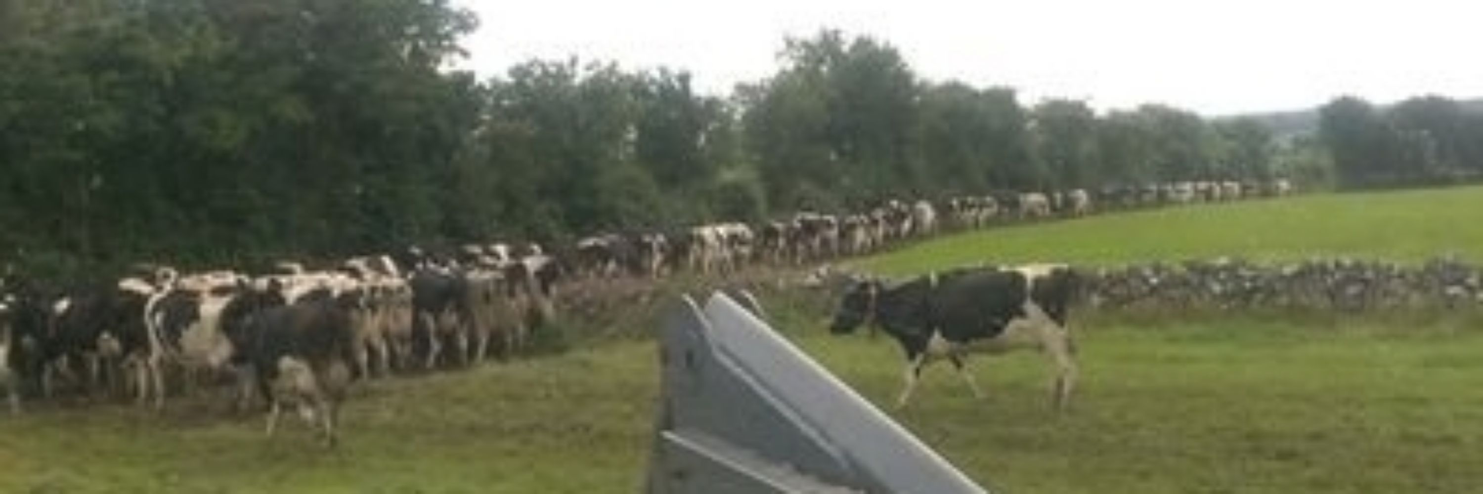 kiniska holstein