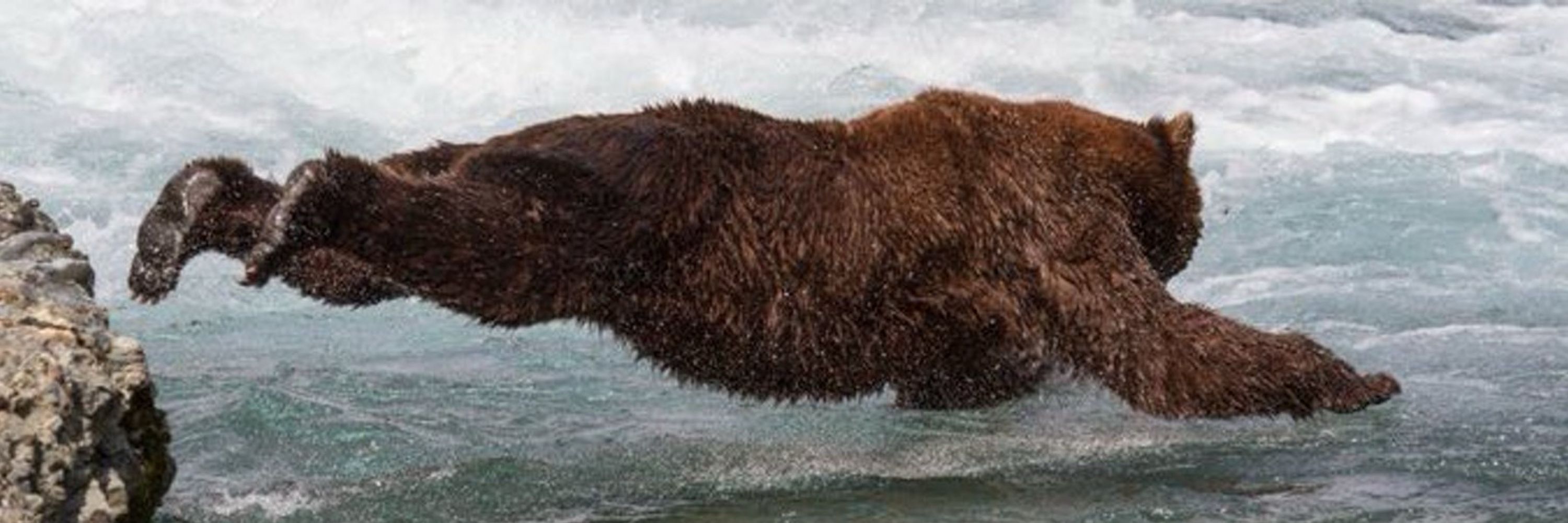 BrownBear