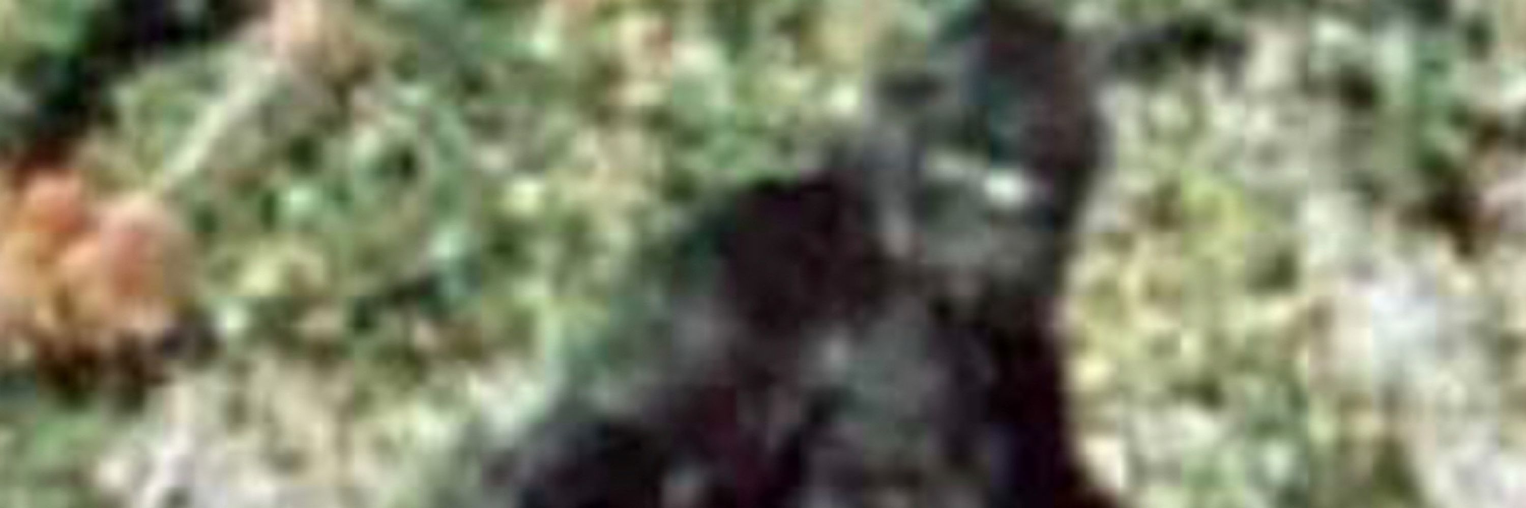 Bigfoot Jay