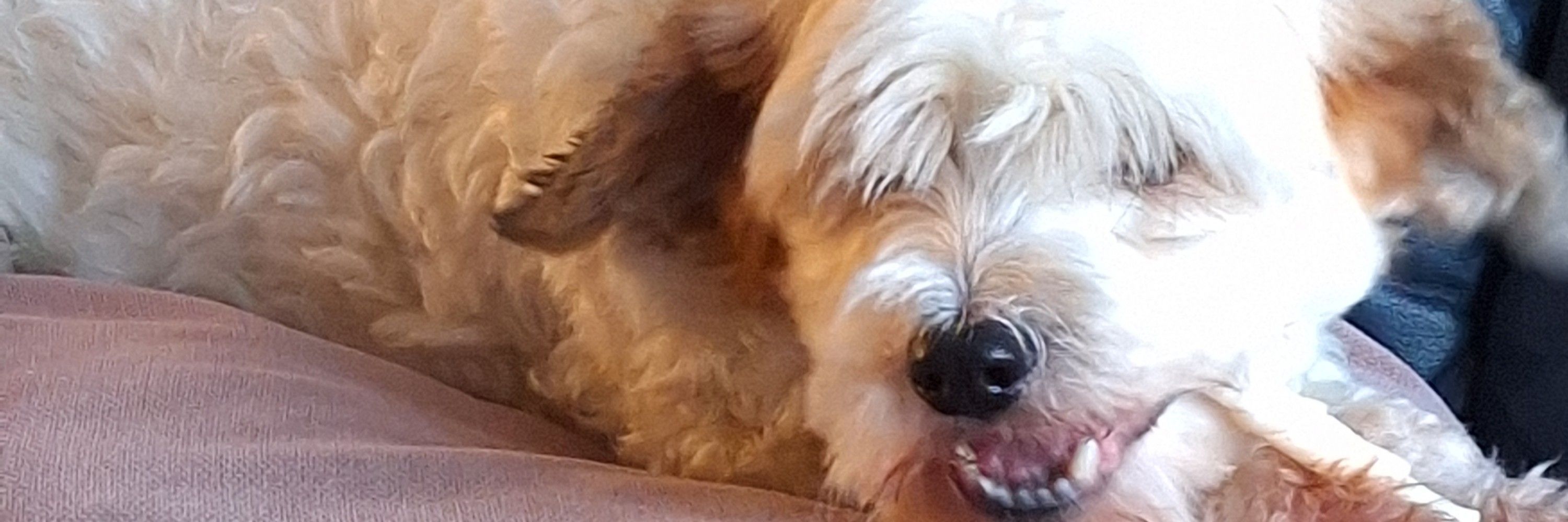 Giesje