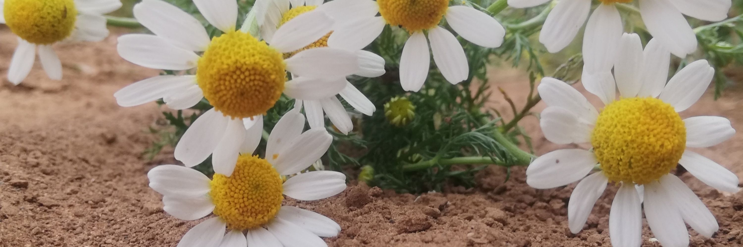 Lena🌼