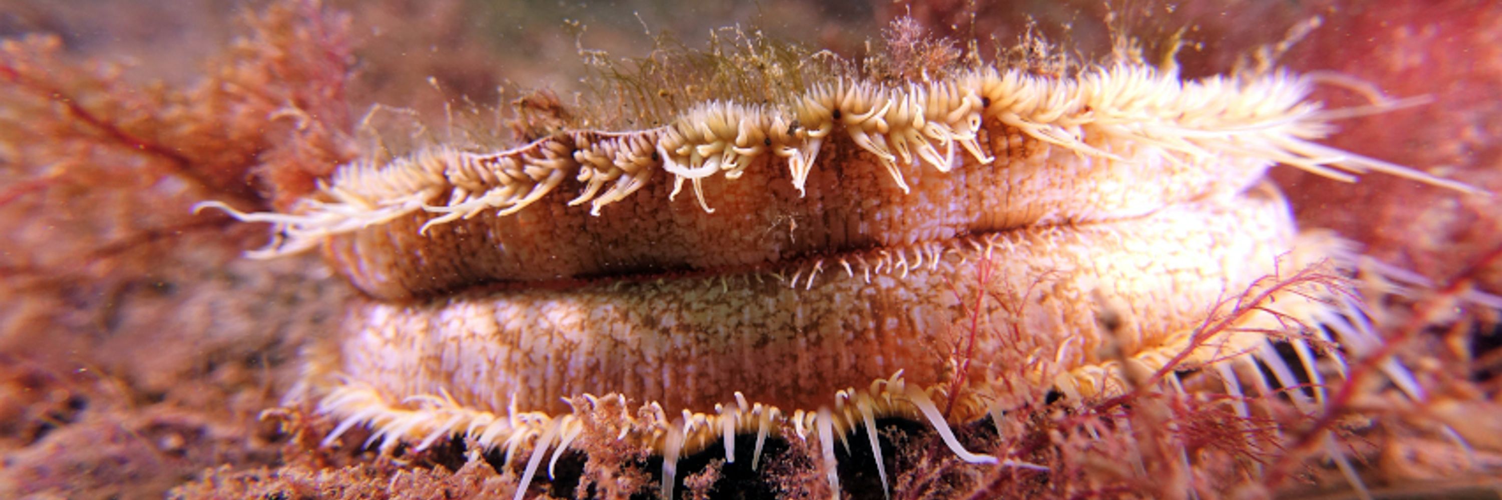 Community of Arran Seabed Trust
