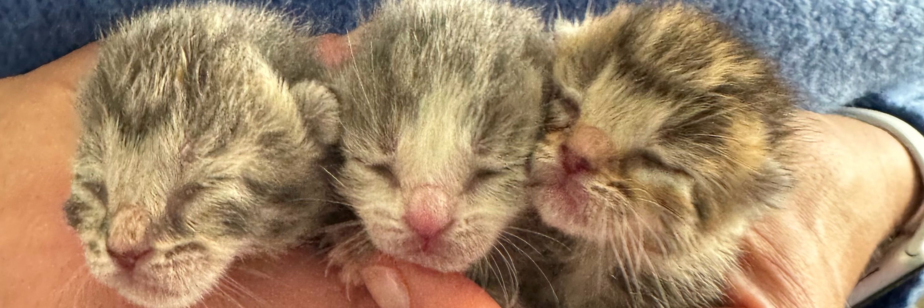 Tiny Kitten Nuggets