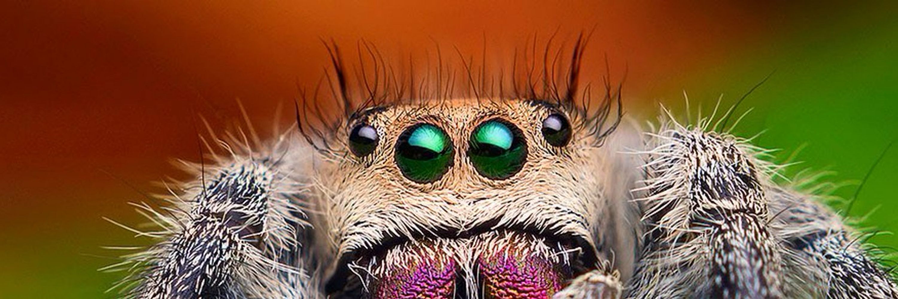 Arachnocidal Tendencies