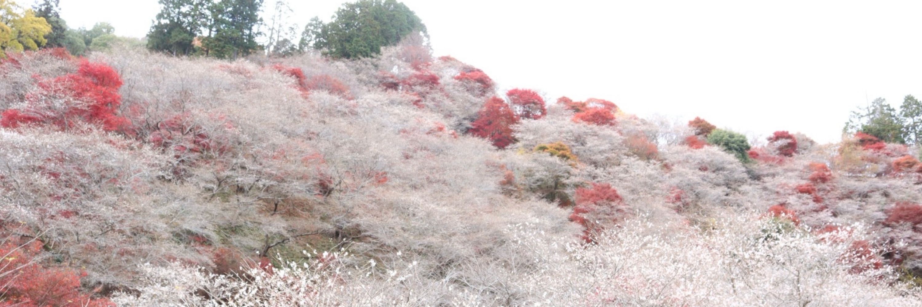 ちまき