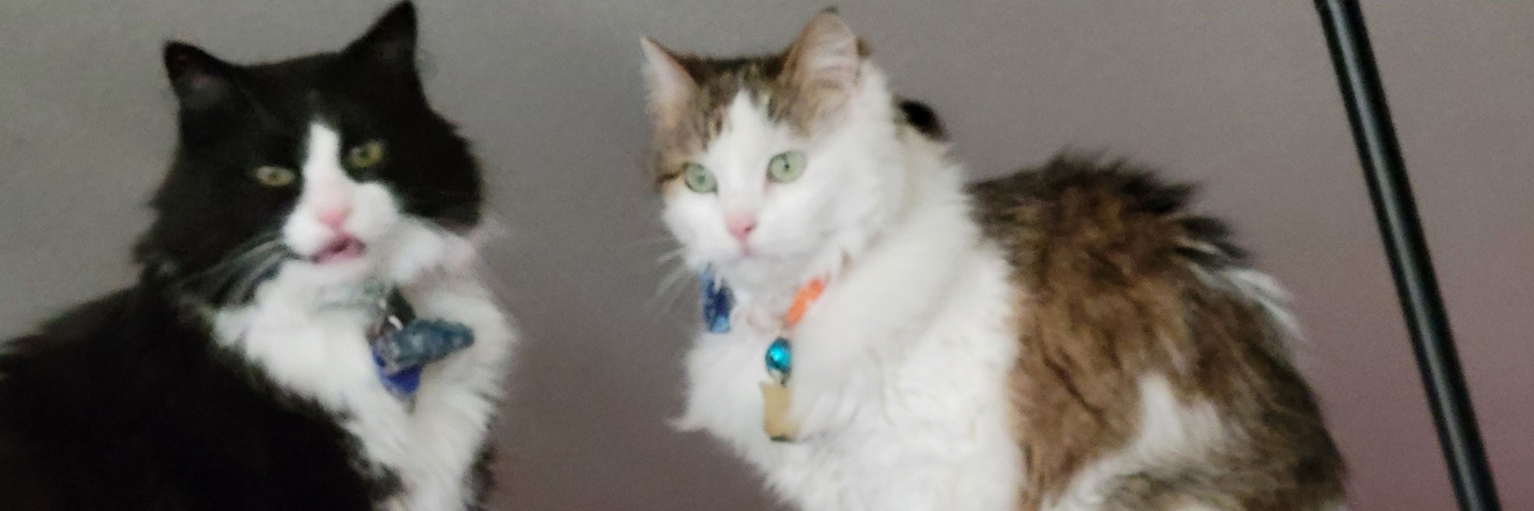 Lijey Cat