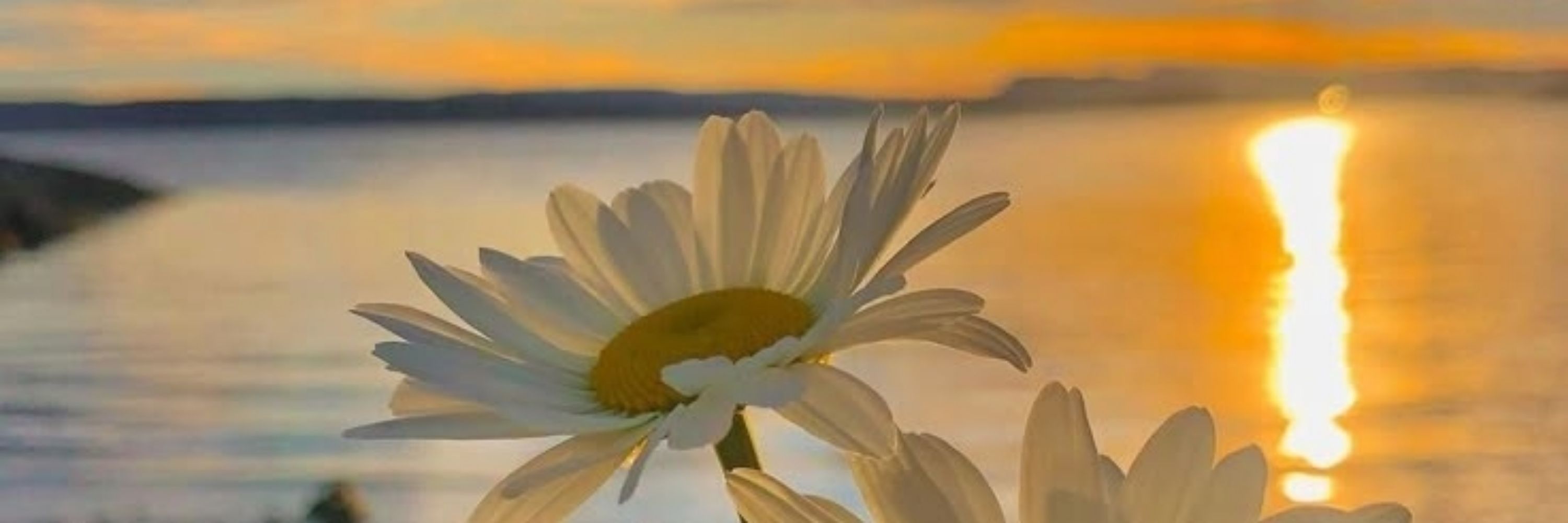 🌼𝑺𝒐𝒏𝒊𝒕𝒂.𝒄𝒖𝒚𝒂𝒓𝒕🐹