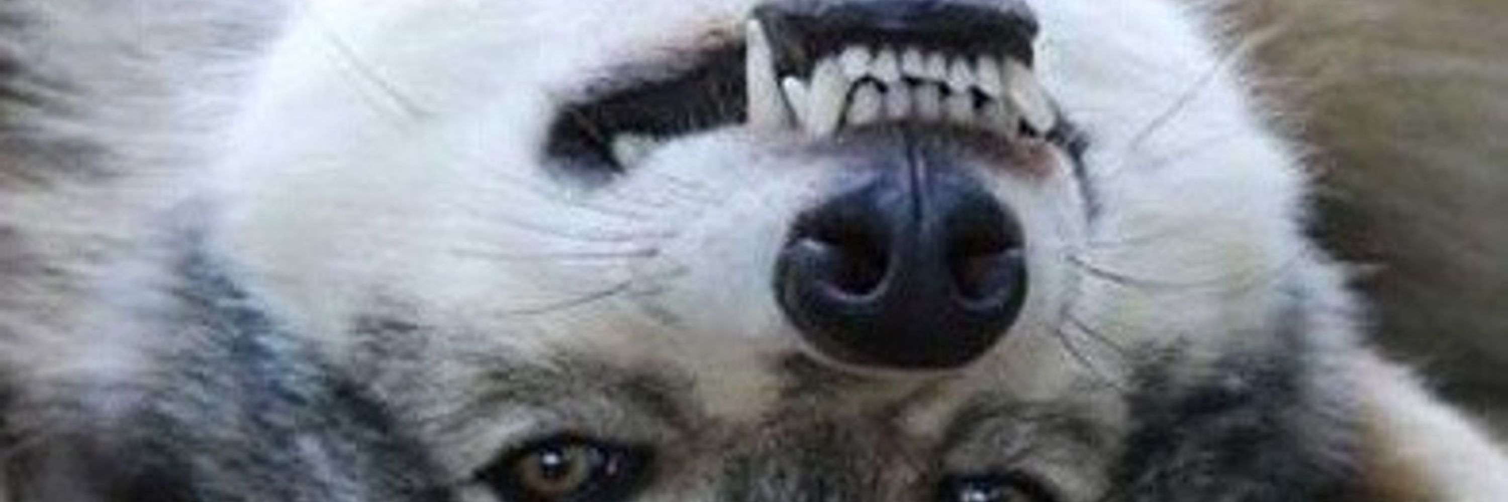 Midnos