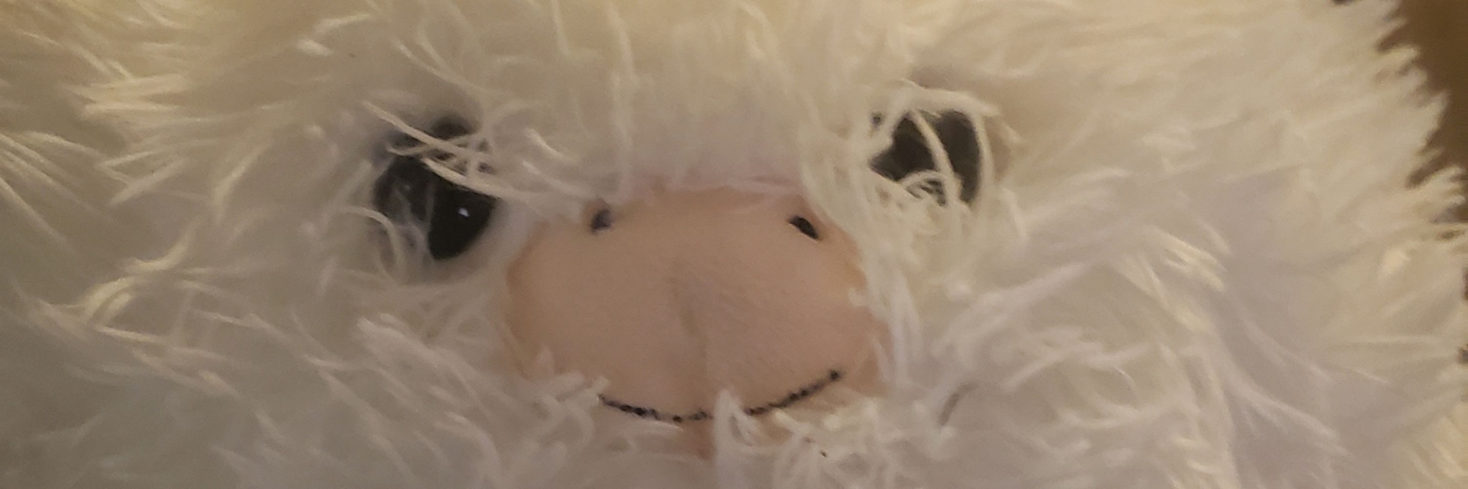 Georgi