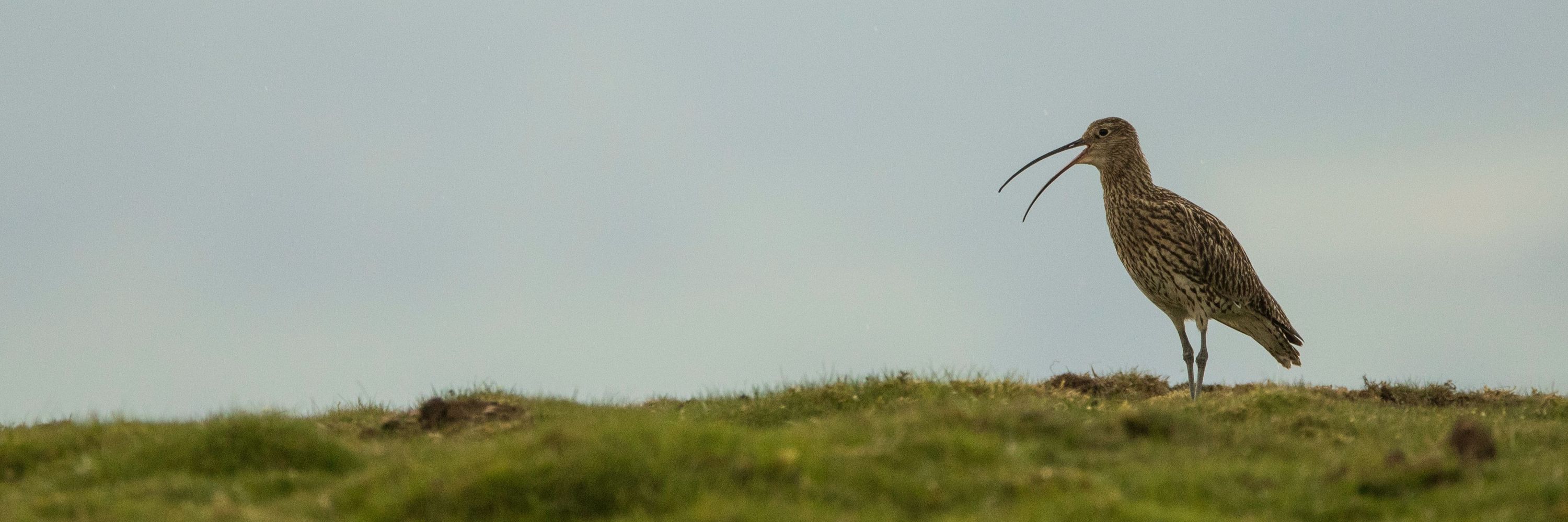Curlew Recovery Partnership (England)