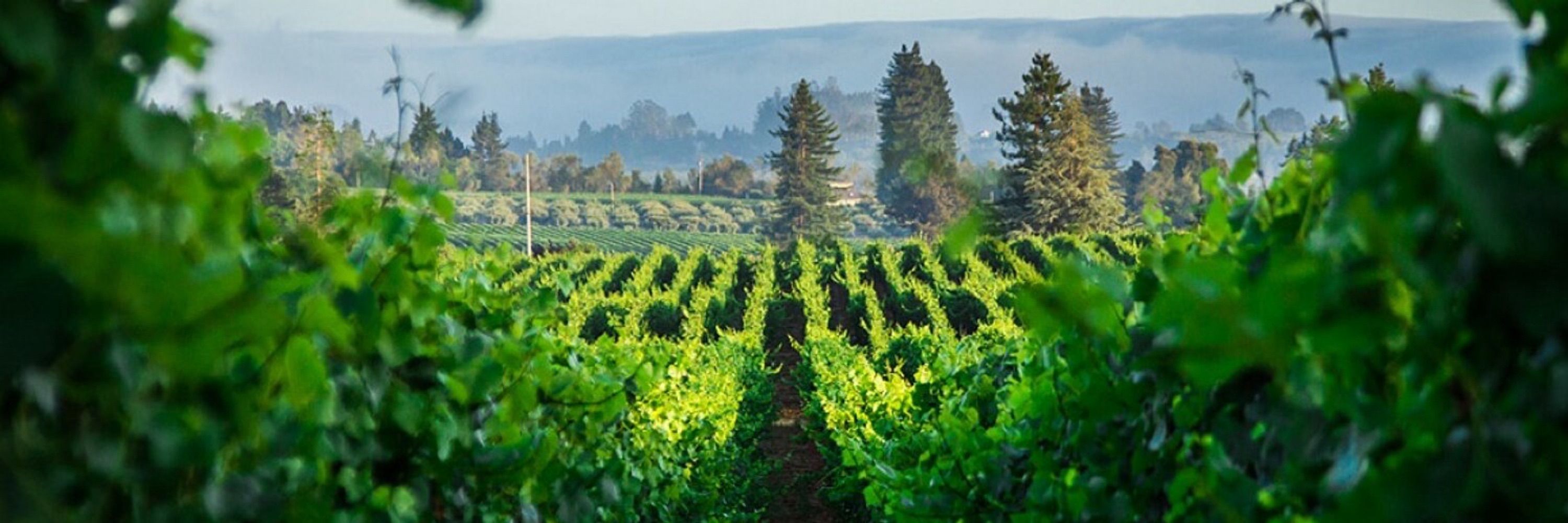 Writing Between the Vines