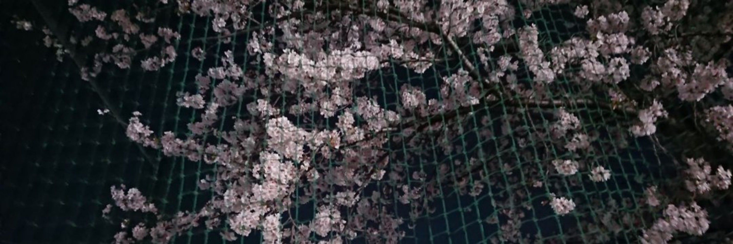💮
