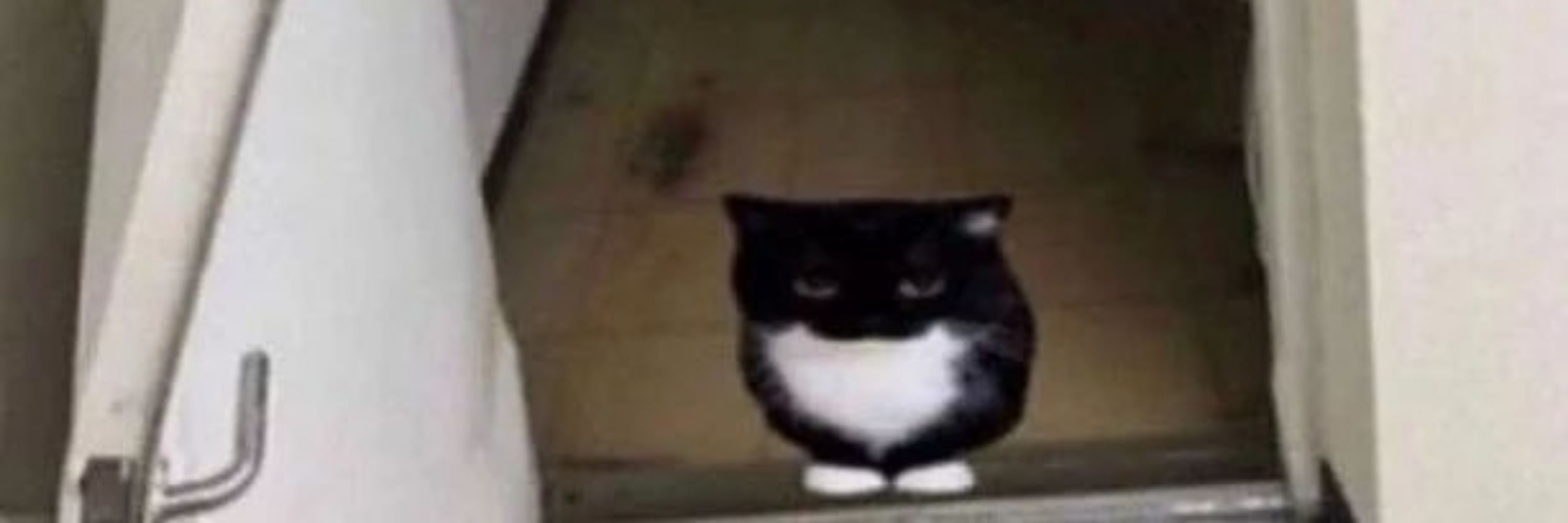 Rosie 