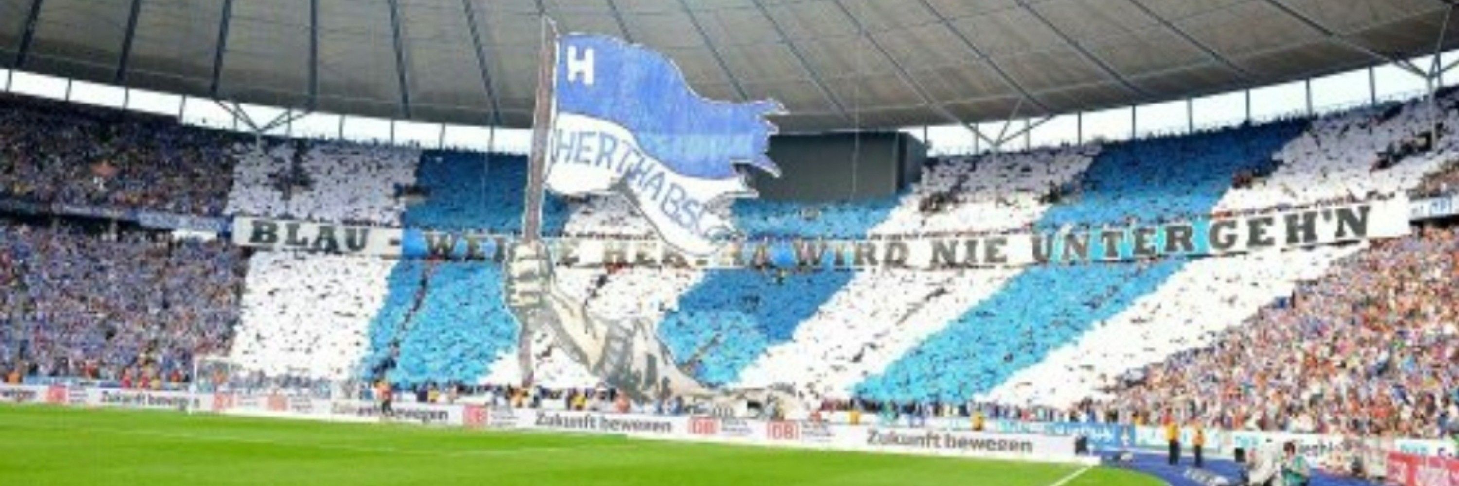 Blue White Olli 