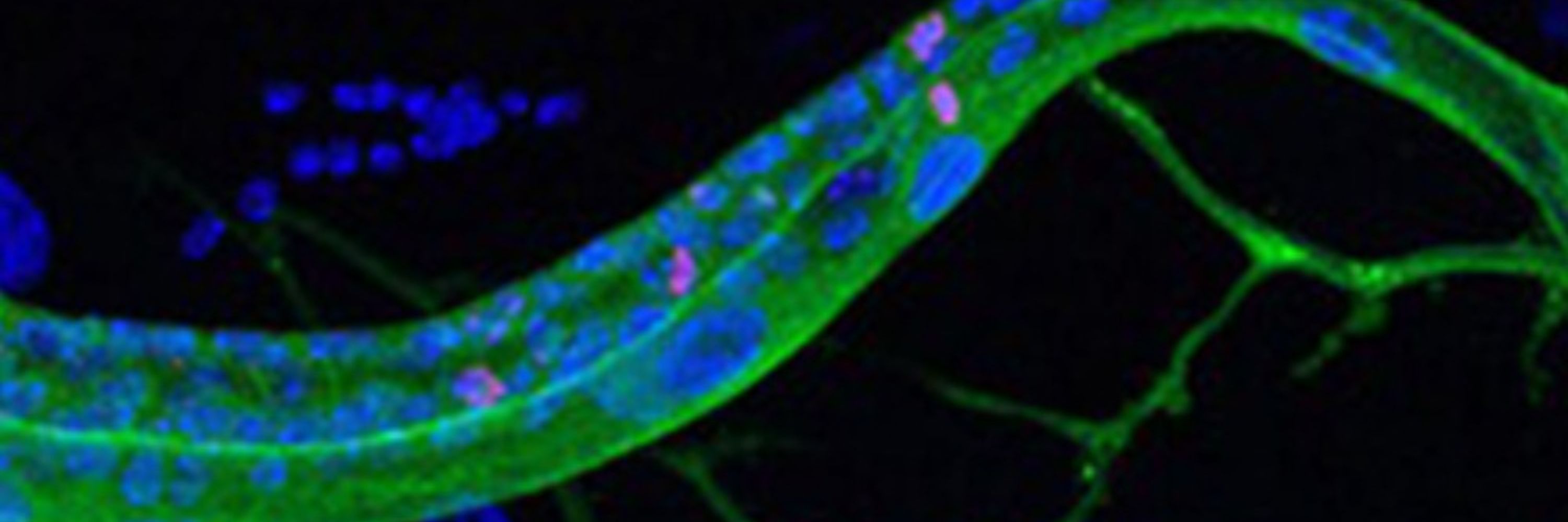 Perrimon Lab