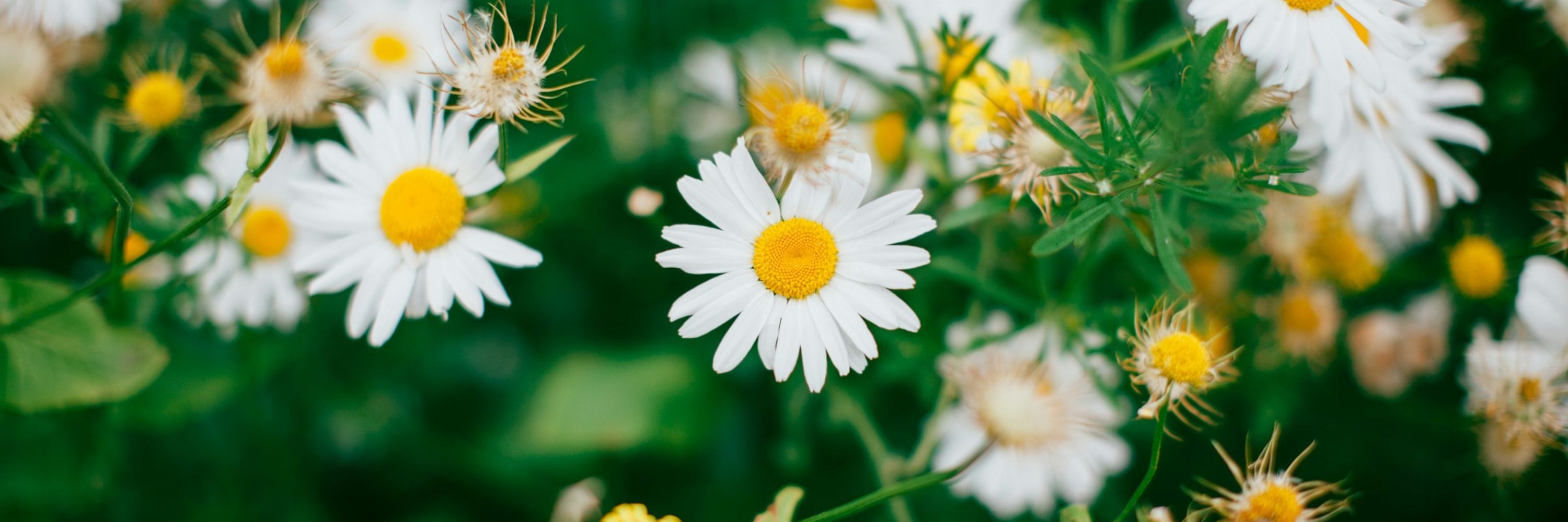 🌿 Nature’s Bloom & Wildlife 🌸