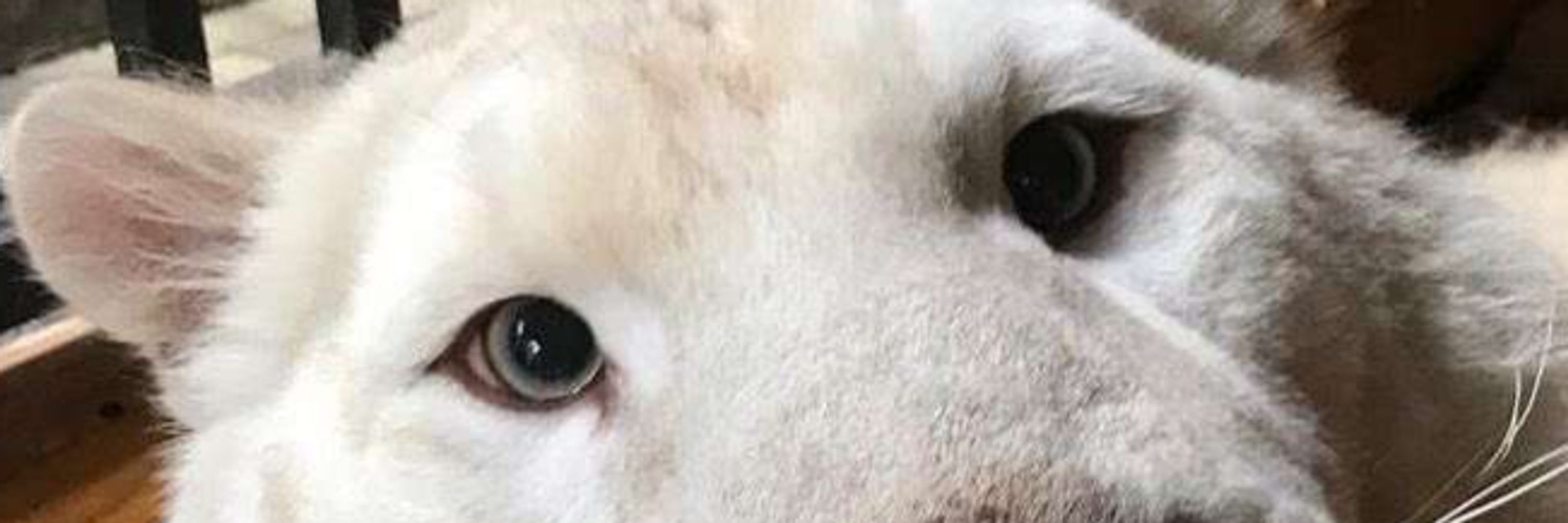 White Lieger