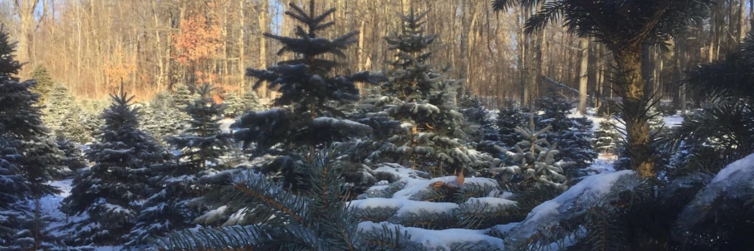 Beezup Christmas Tree Farm