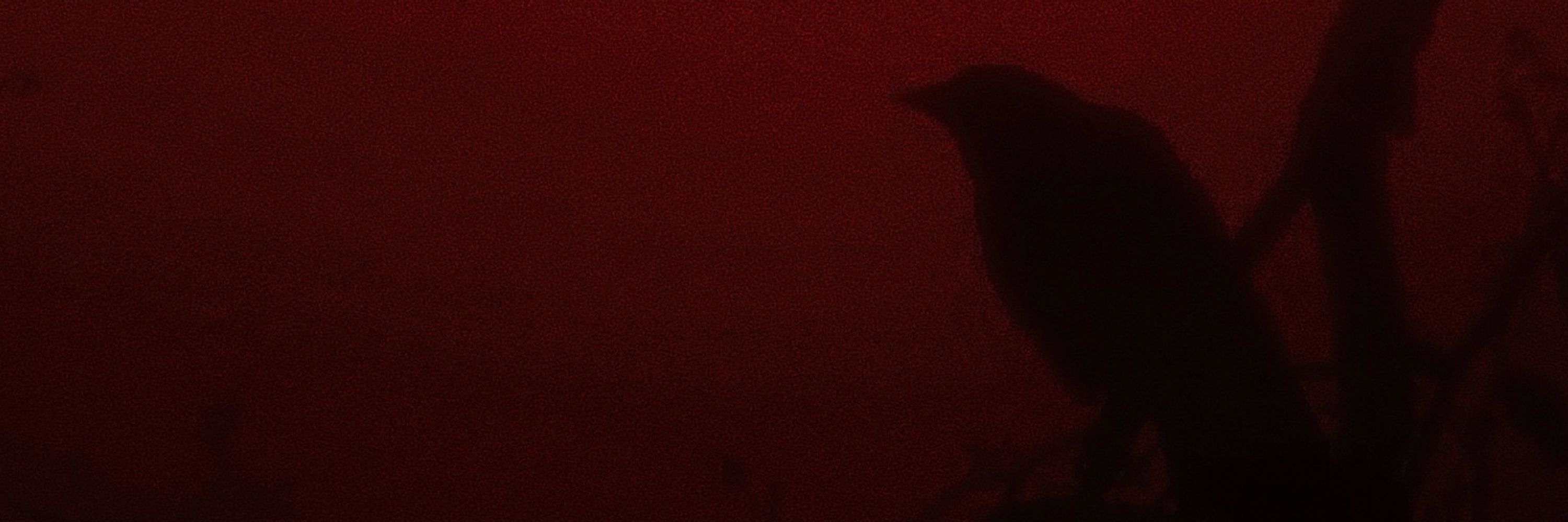 Nyx 🩸🐦‍⬛