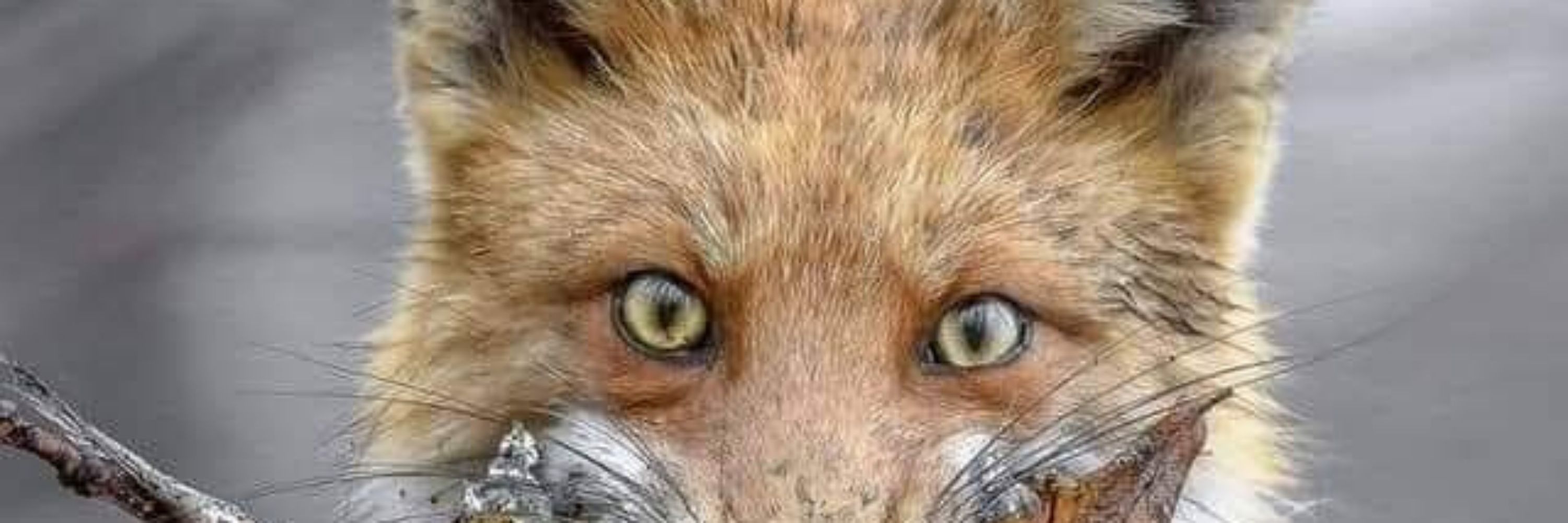 The Fox Den System