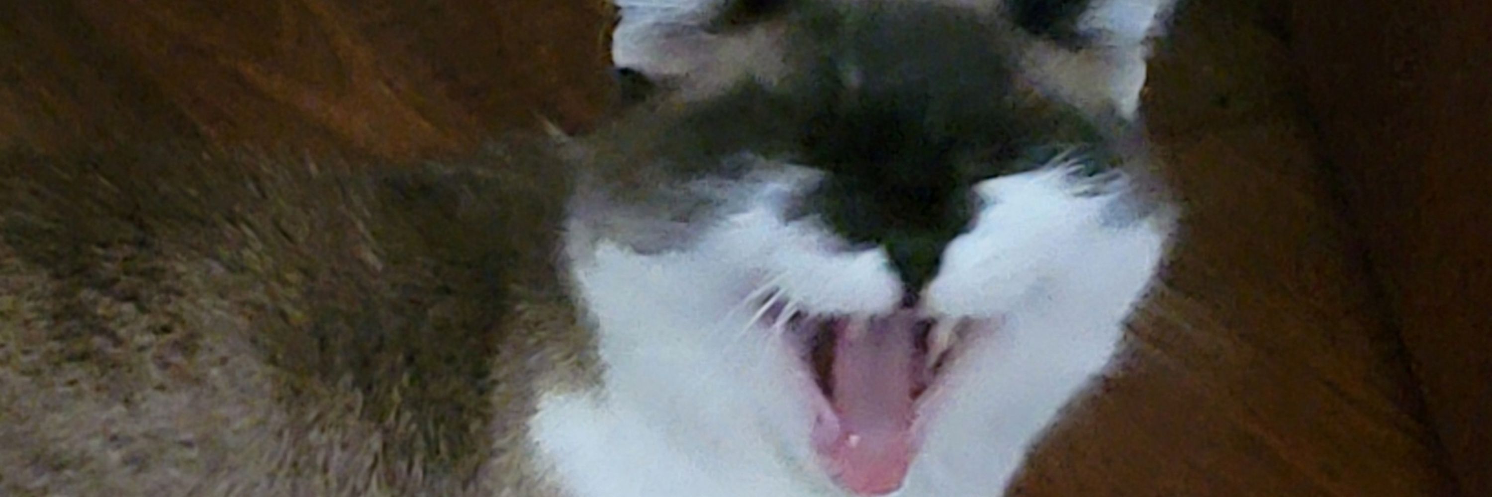 Steven