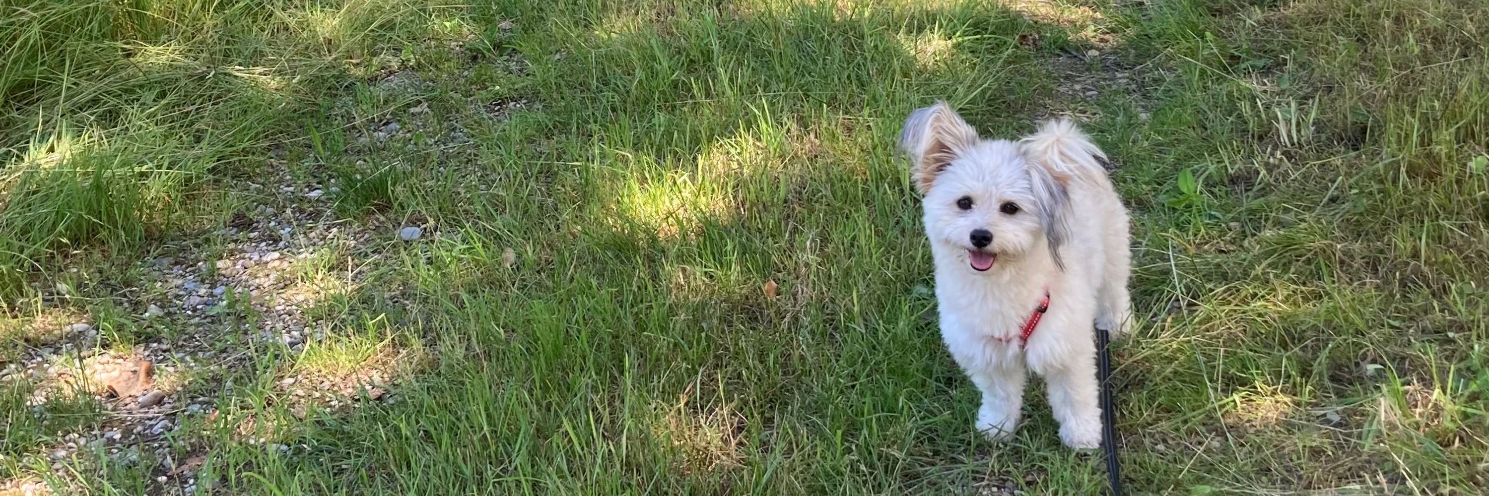 Bobbie 🐶 & 🙋‍♀️