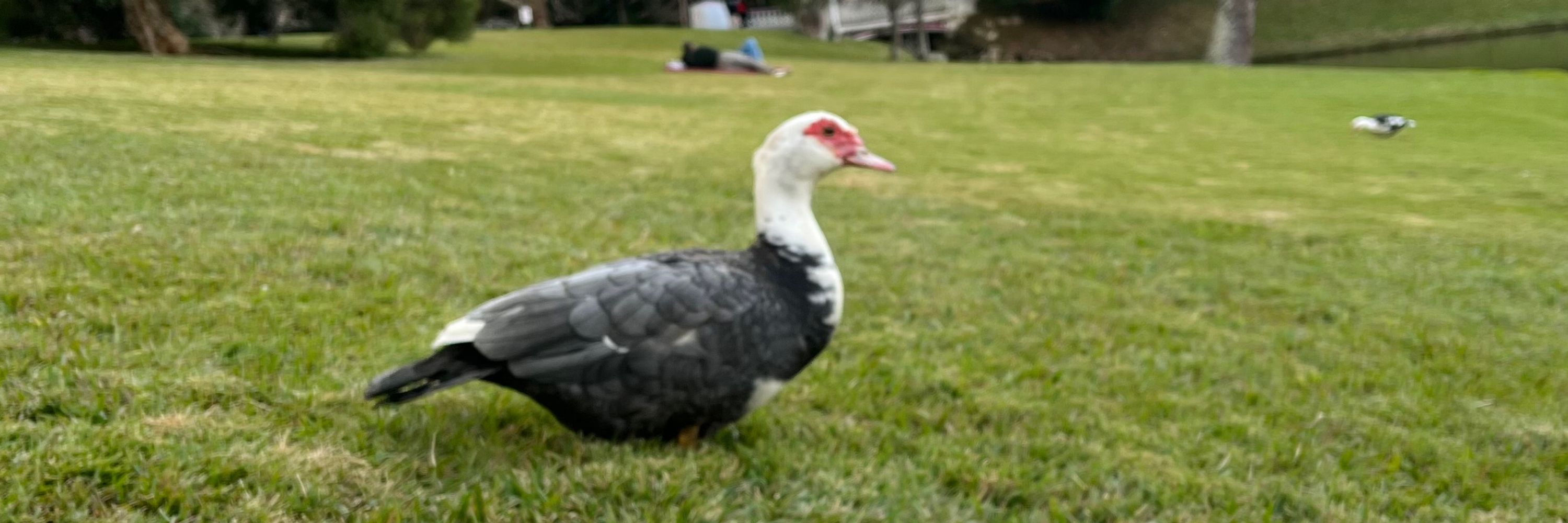 Lucas Vicente 🦆