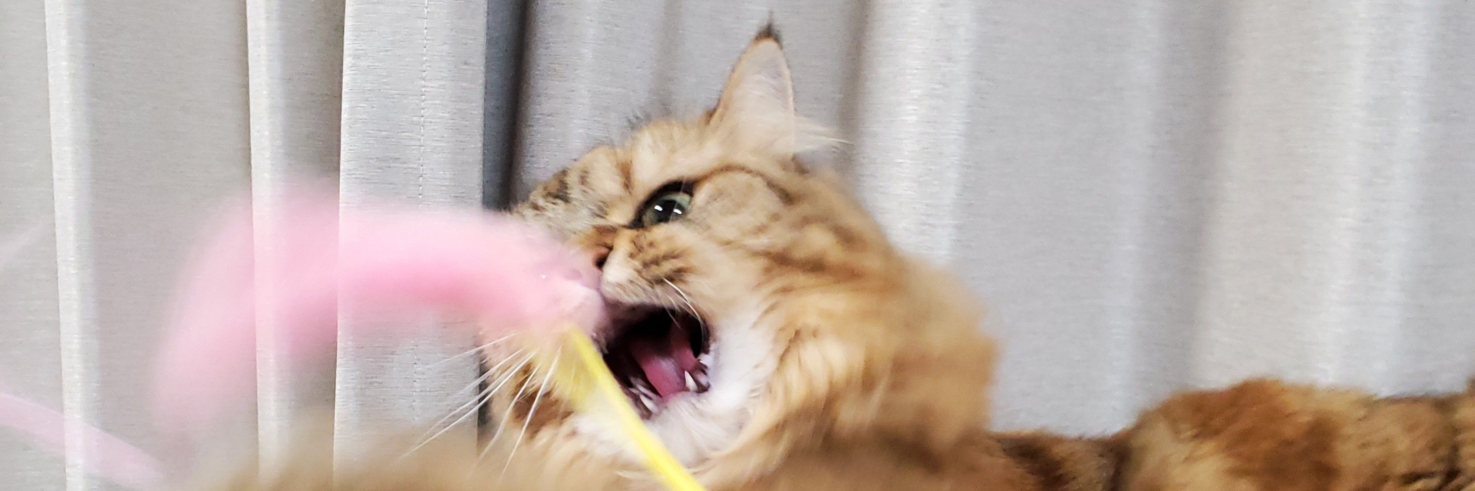 愛花