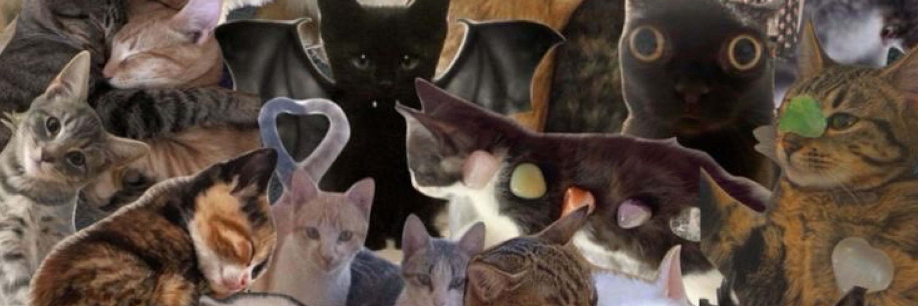 dra dos animais
