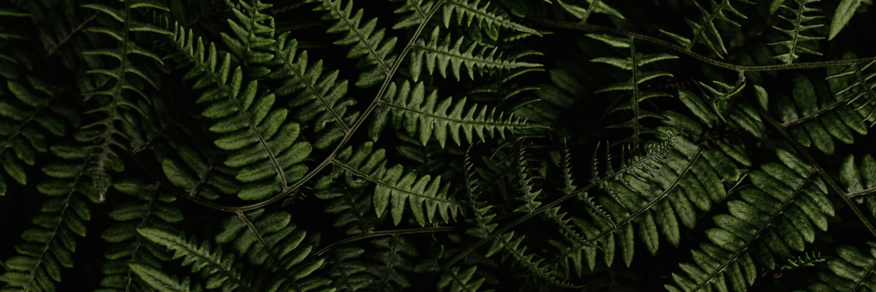Muriah Fraser | Social Media Marketing