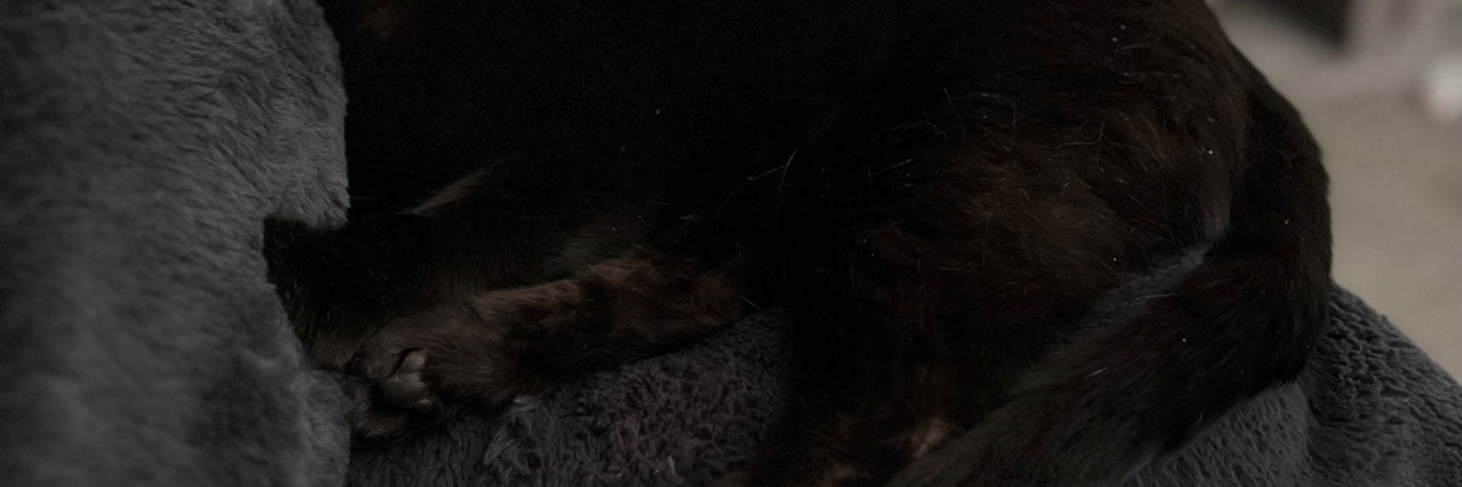 Izzy