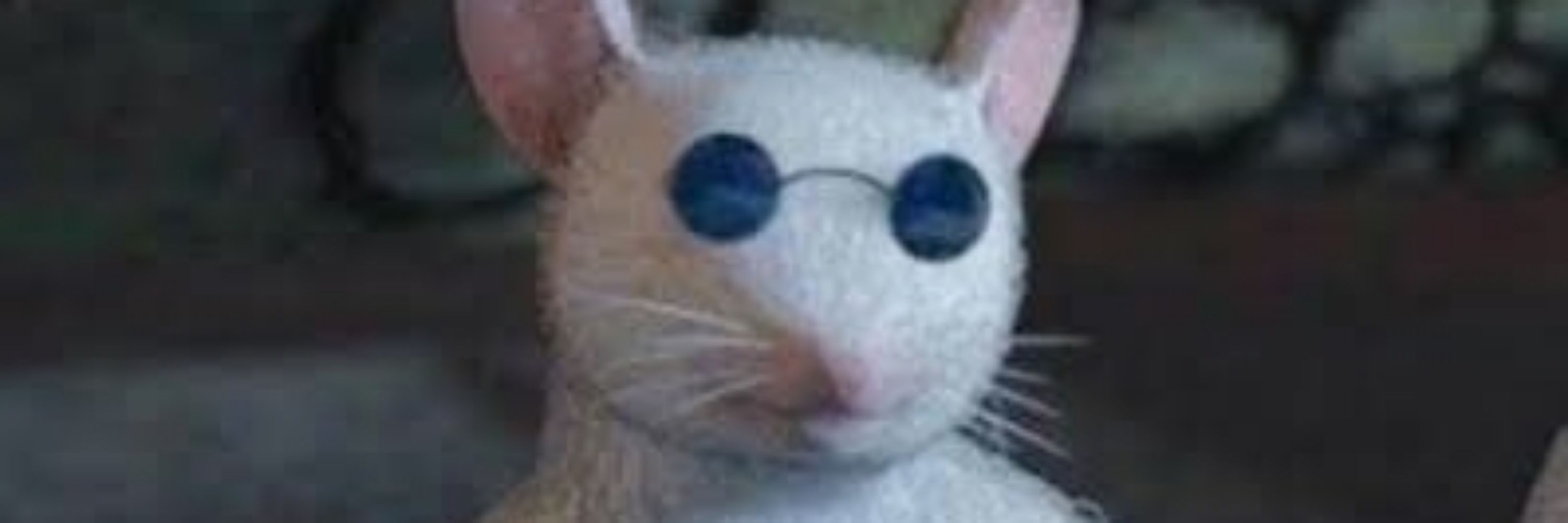 Caio do TUITER