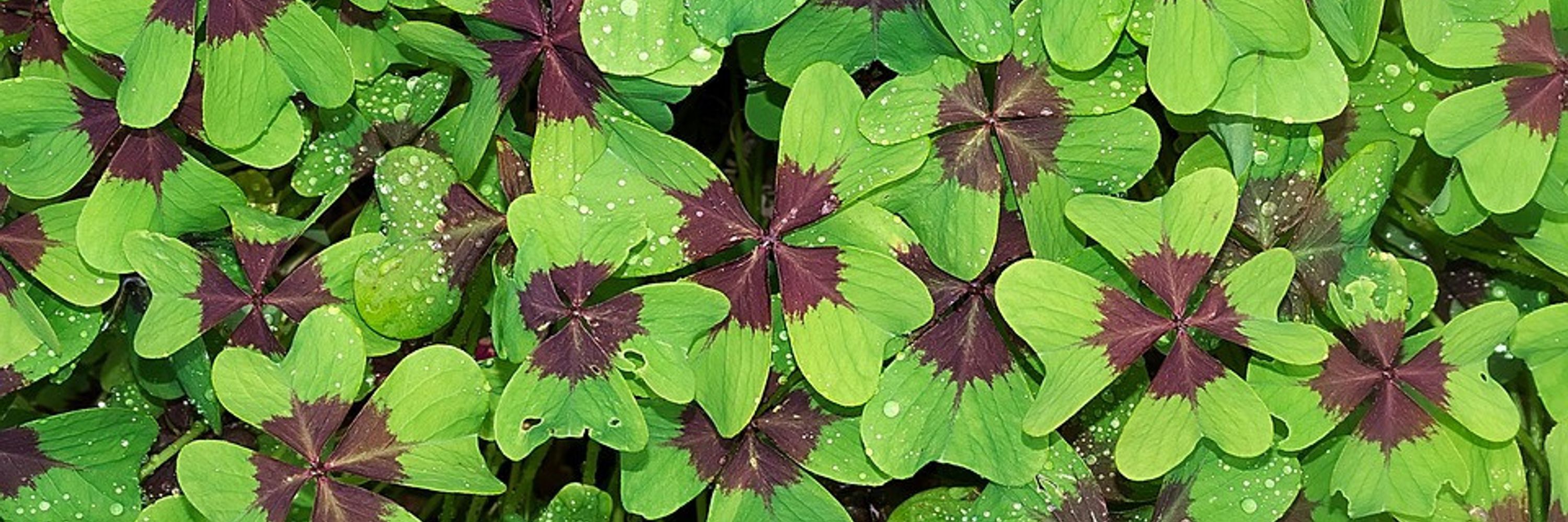 💧🌱