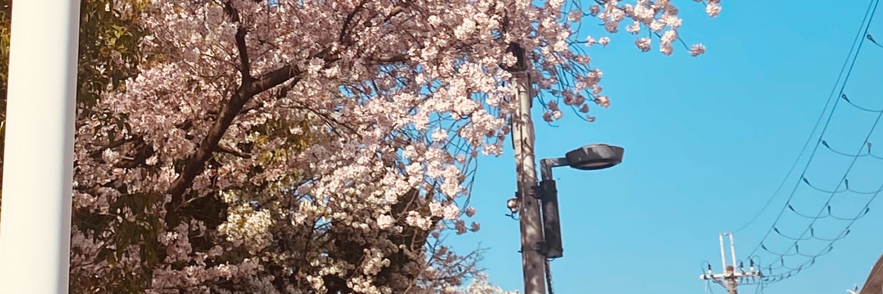 かに