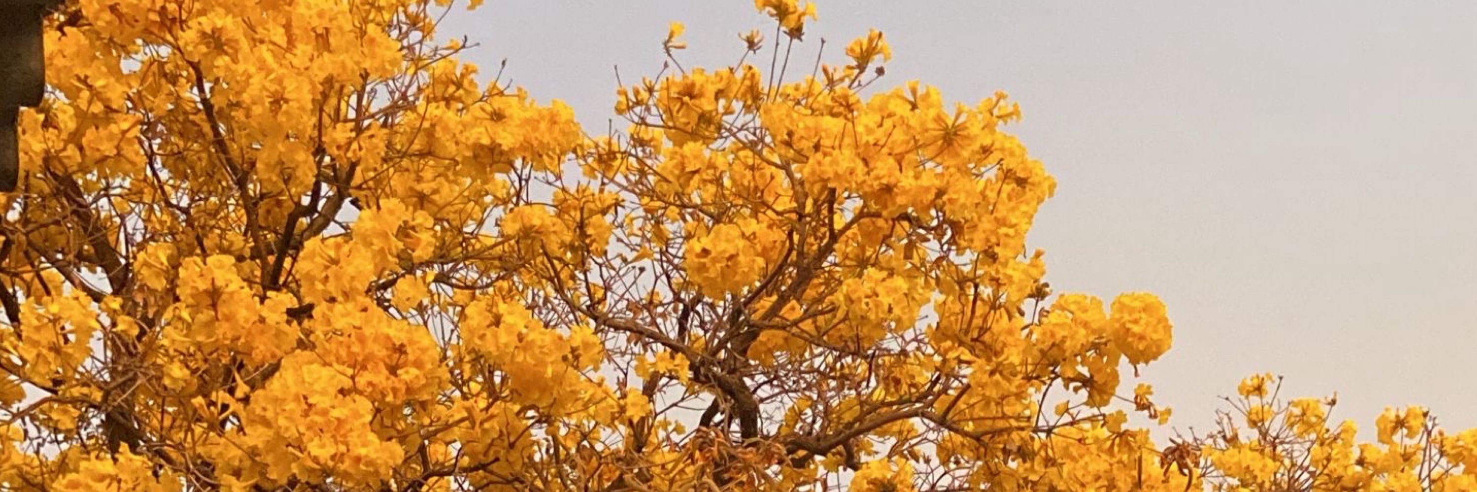 Larorrane Cristina 