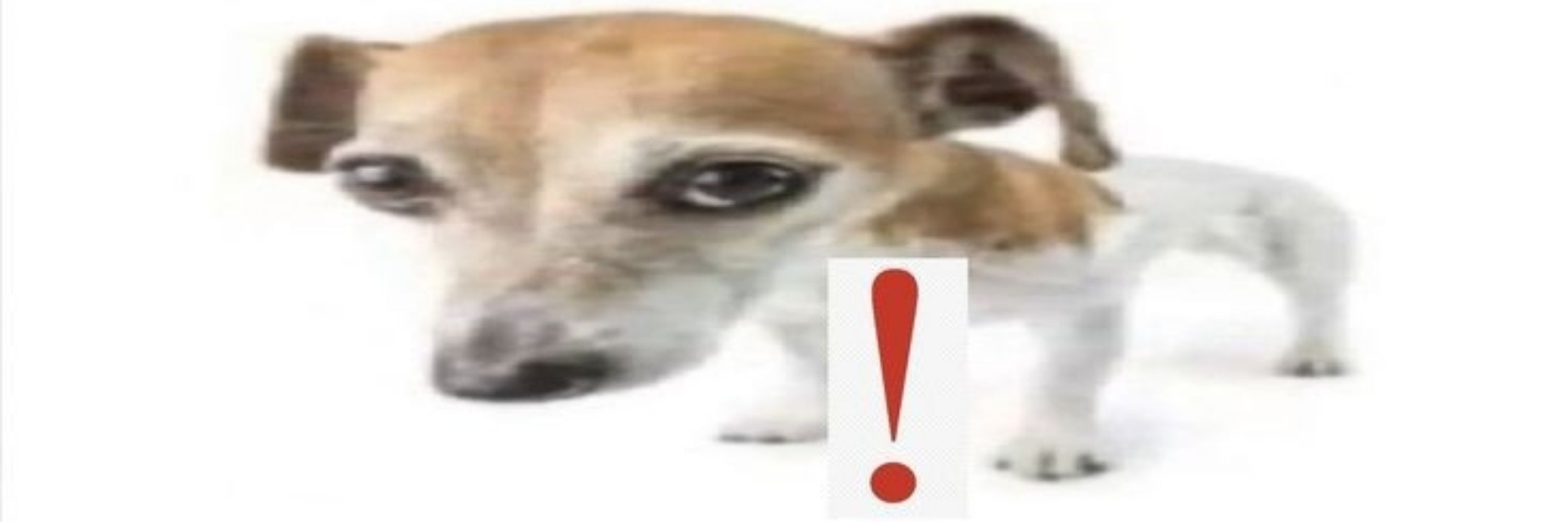 Toró🩷