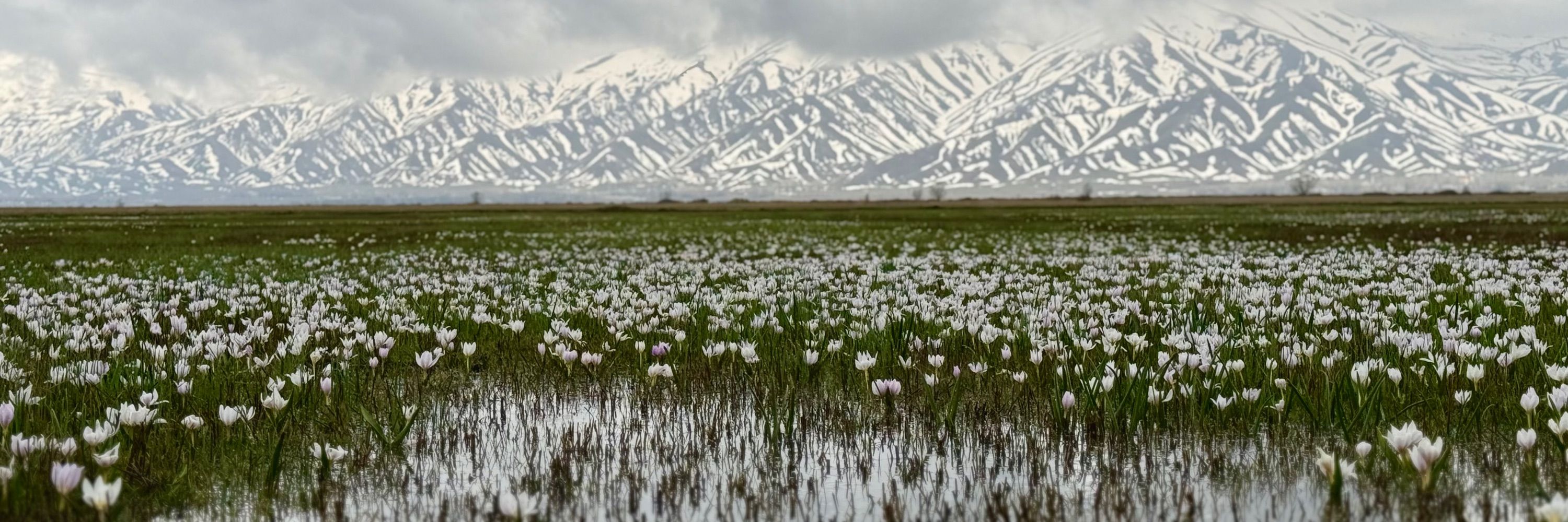 Azad Altay