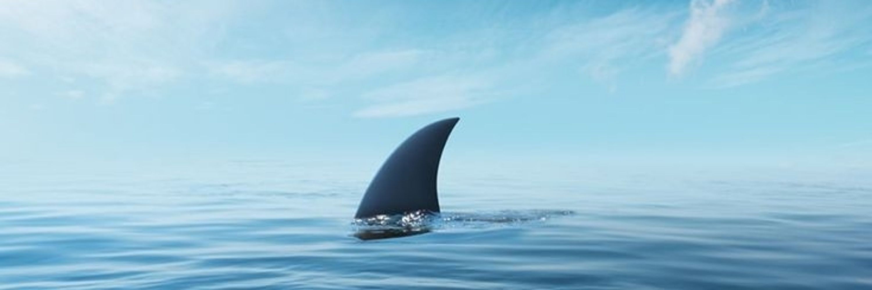 Sharky