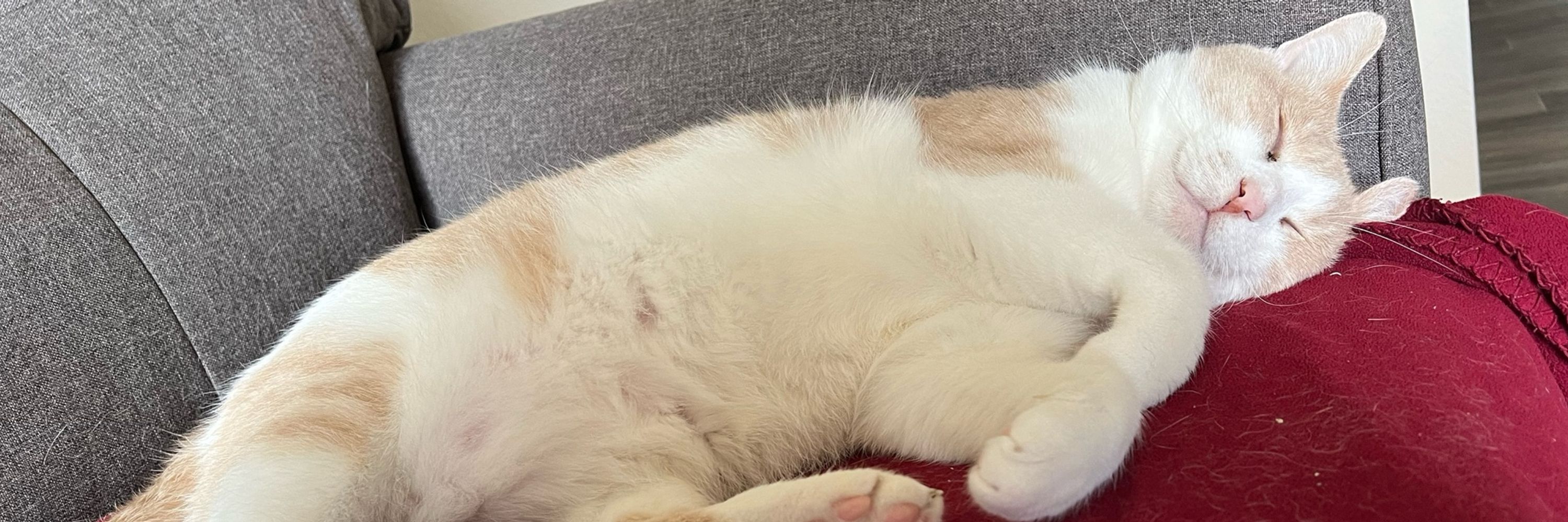 T 💙🕊️🌻🥂🐾🤘🦁