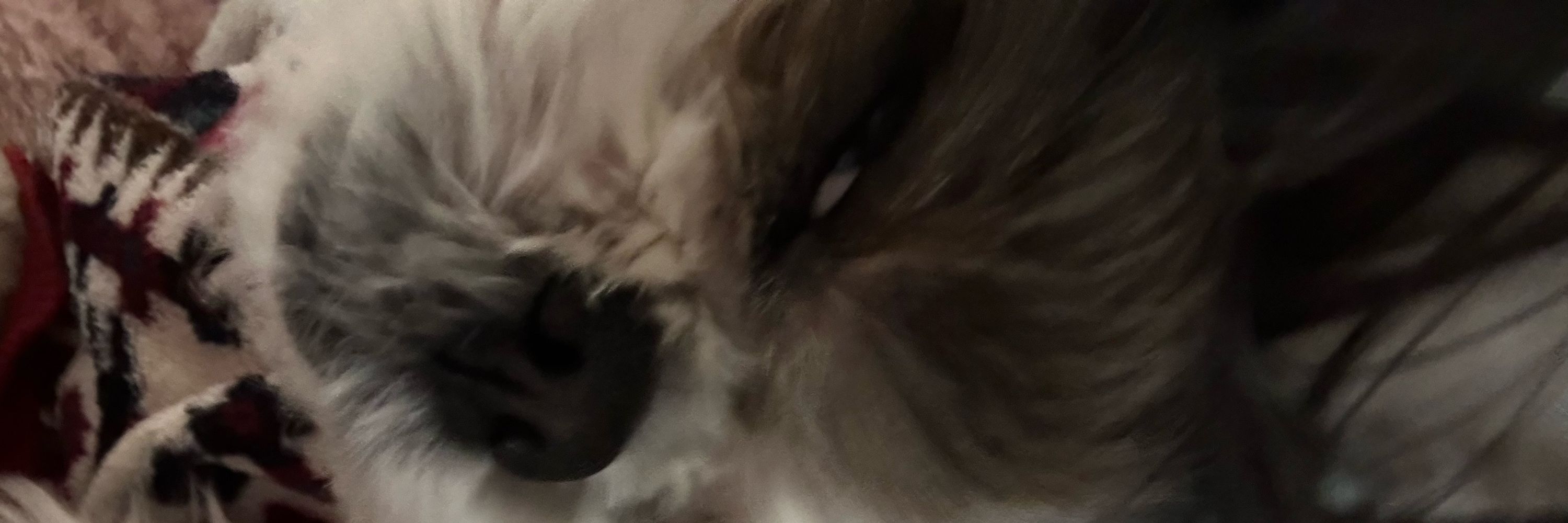 リニャーン