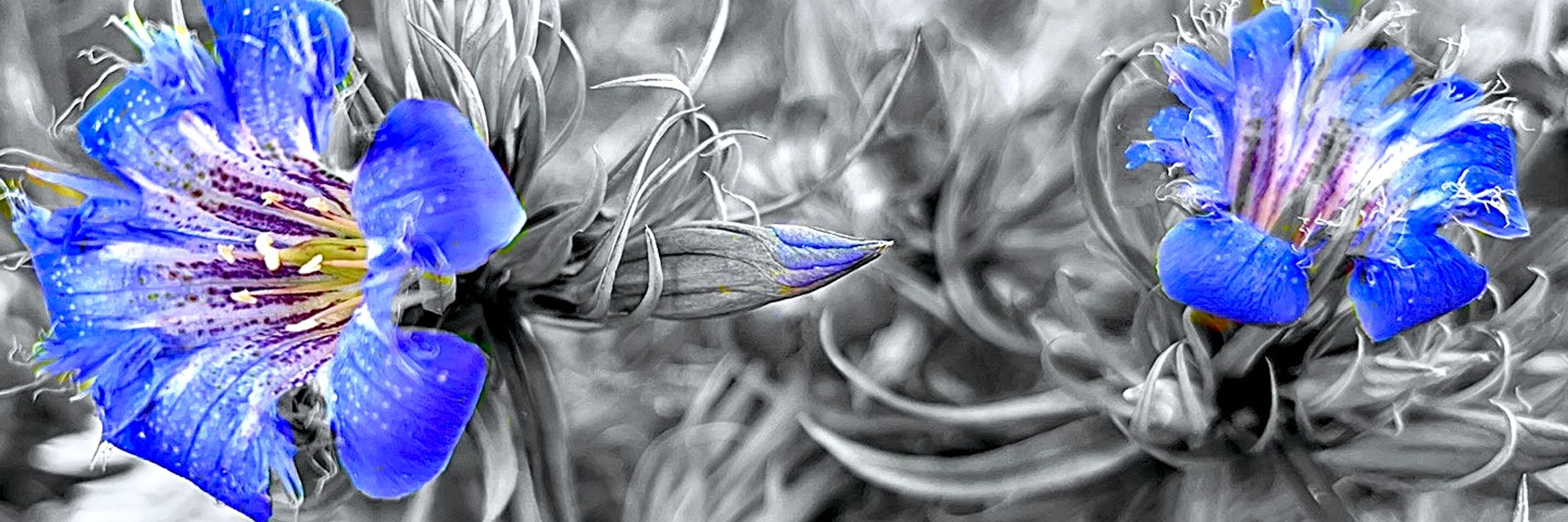 Botanical Society of Scotland
