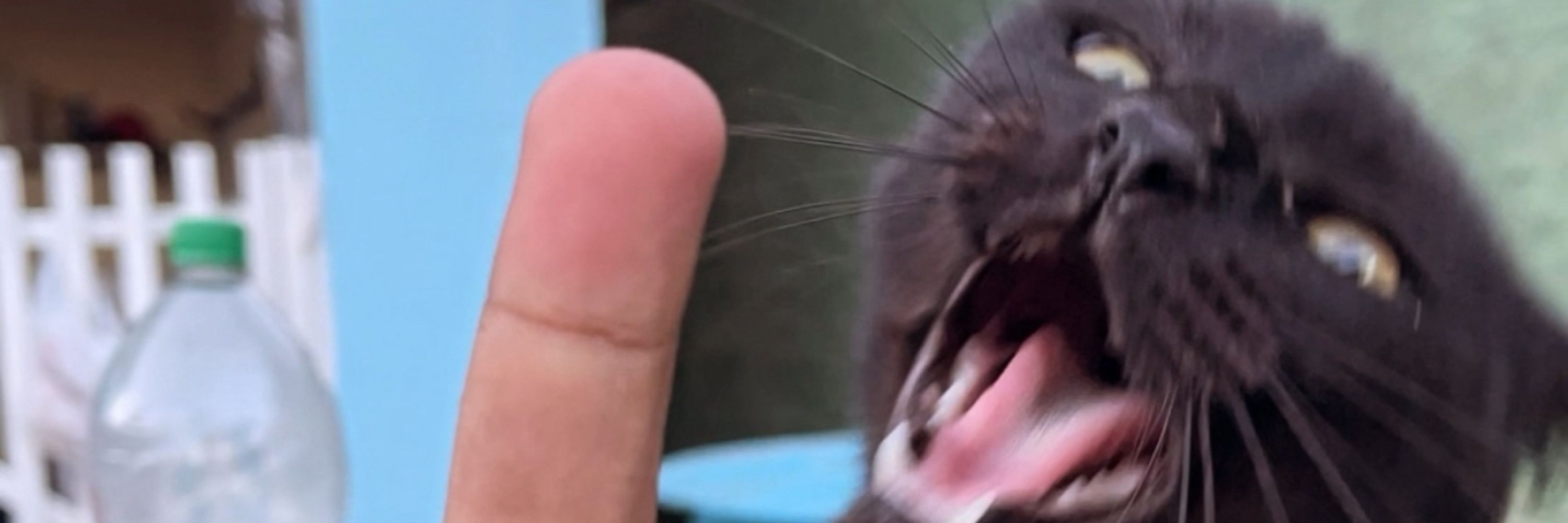 Igoorcat