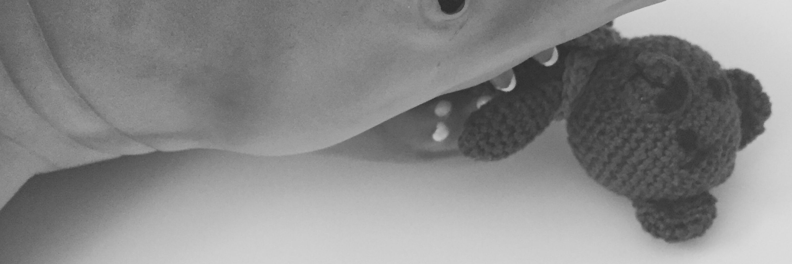 SharkBear