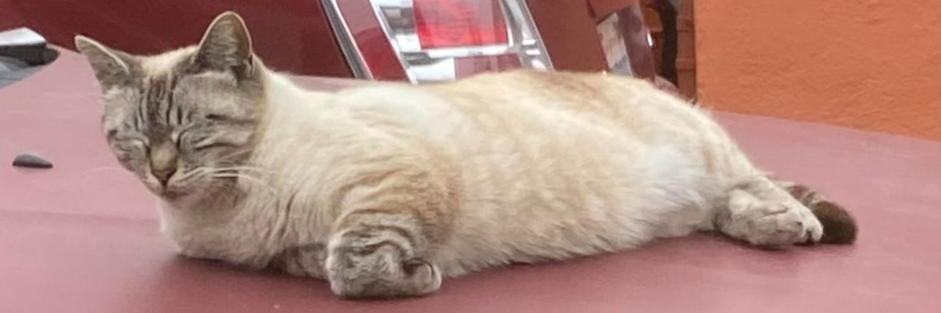 Cat Distribution System