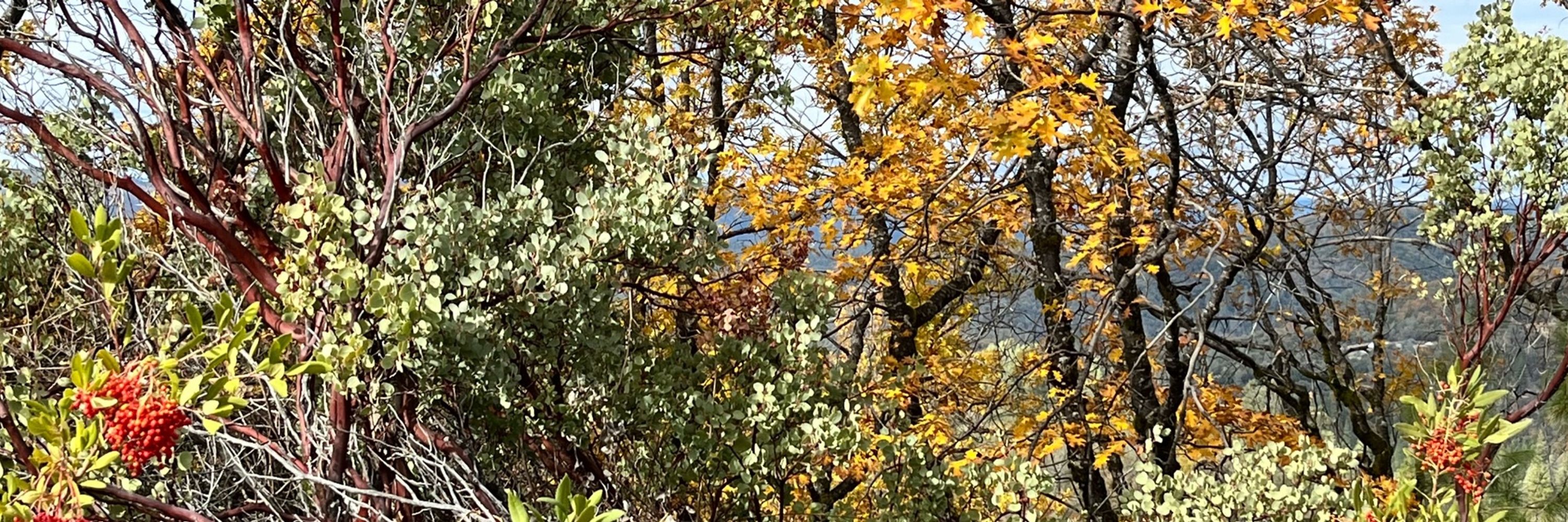 ManzaNita
