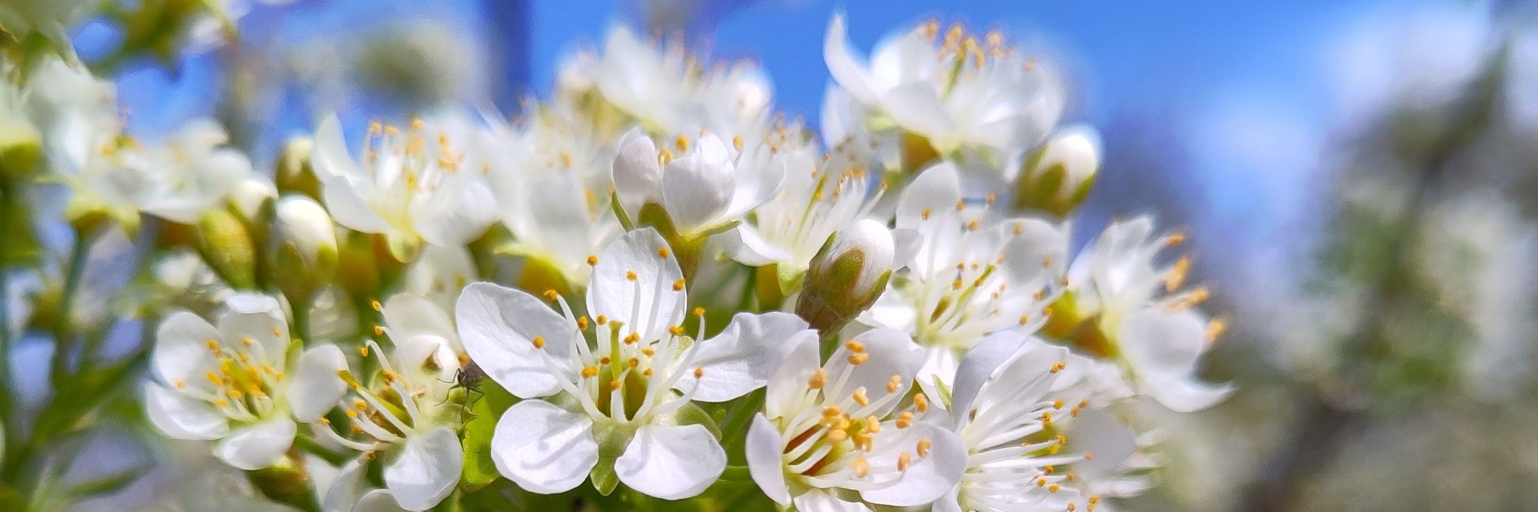 Flor