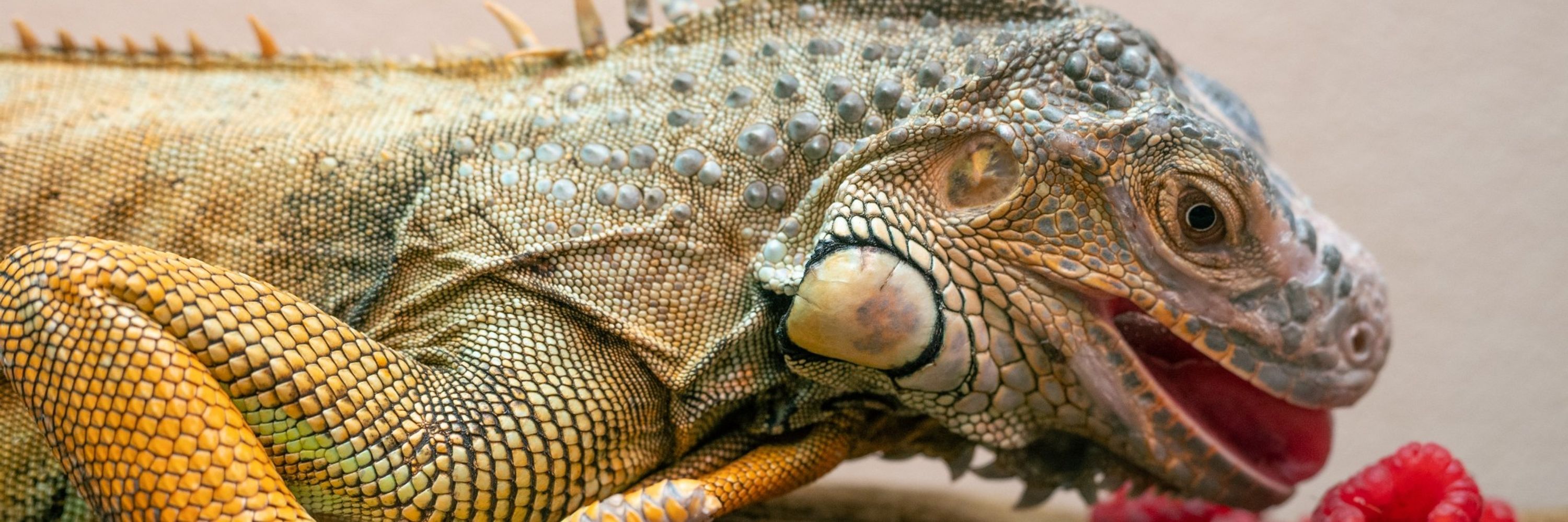 Lizard Possum