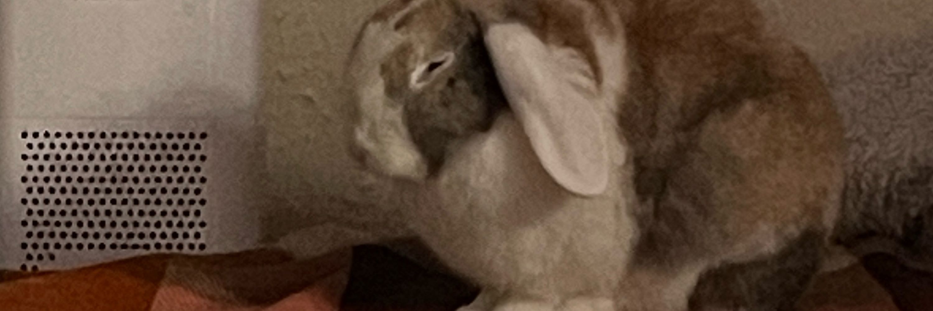 BunnyHawp