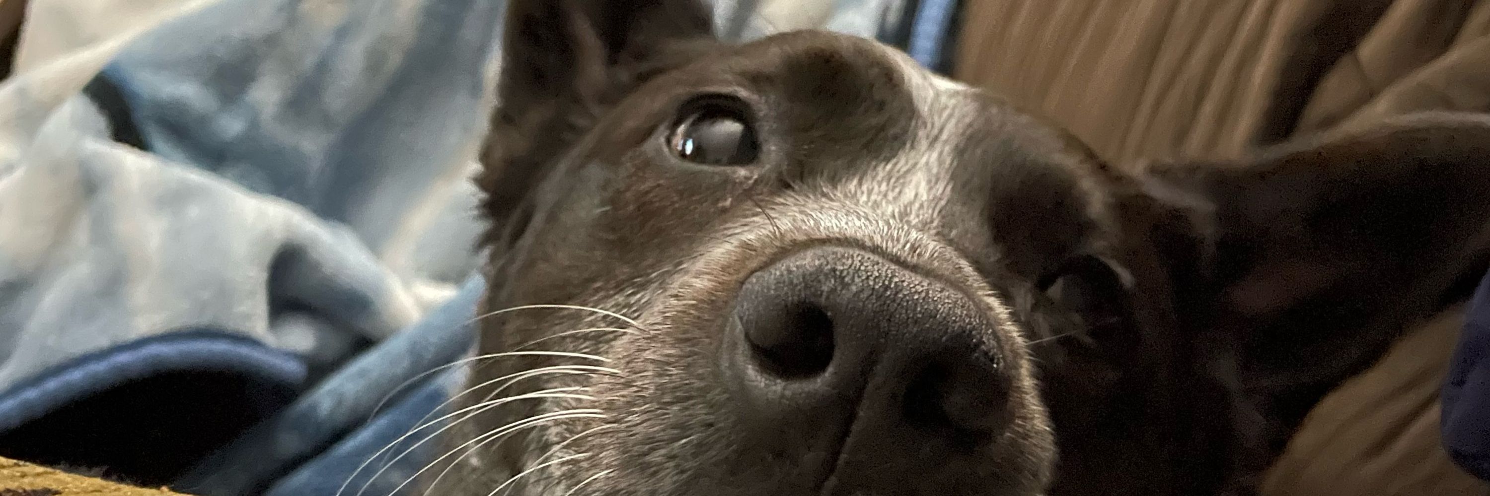 abbie