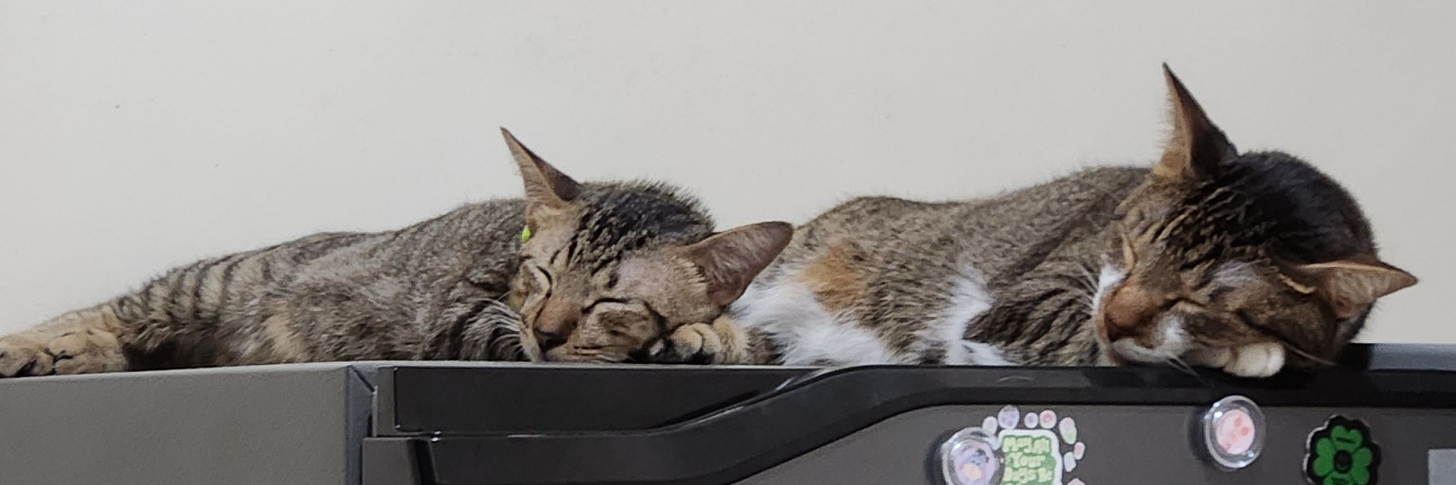 KAT
